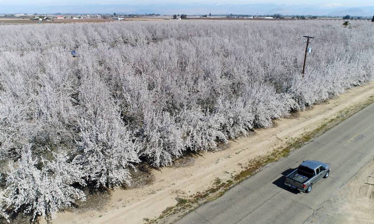 Soar Above Blossoming Orchards Along Fresno County S Blossom Trail