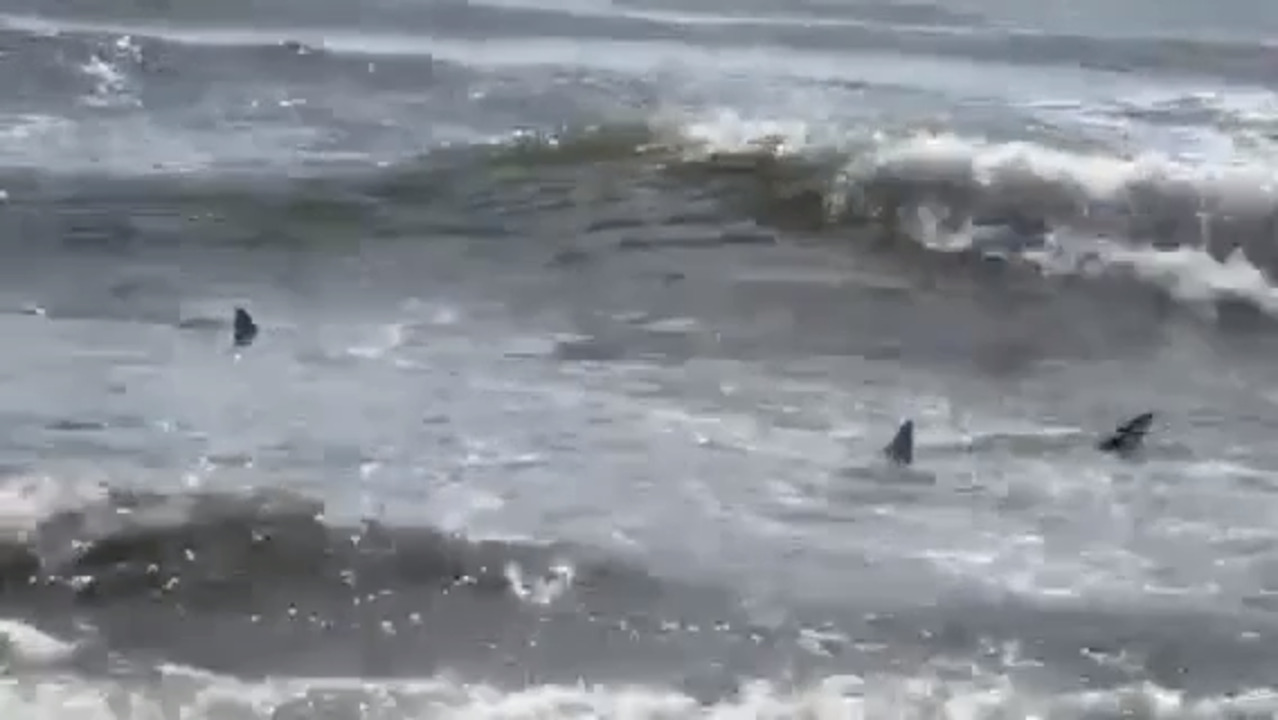 Sharks Swim Near Tennessee Residents In North Myrtle Beach Miami Herald