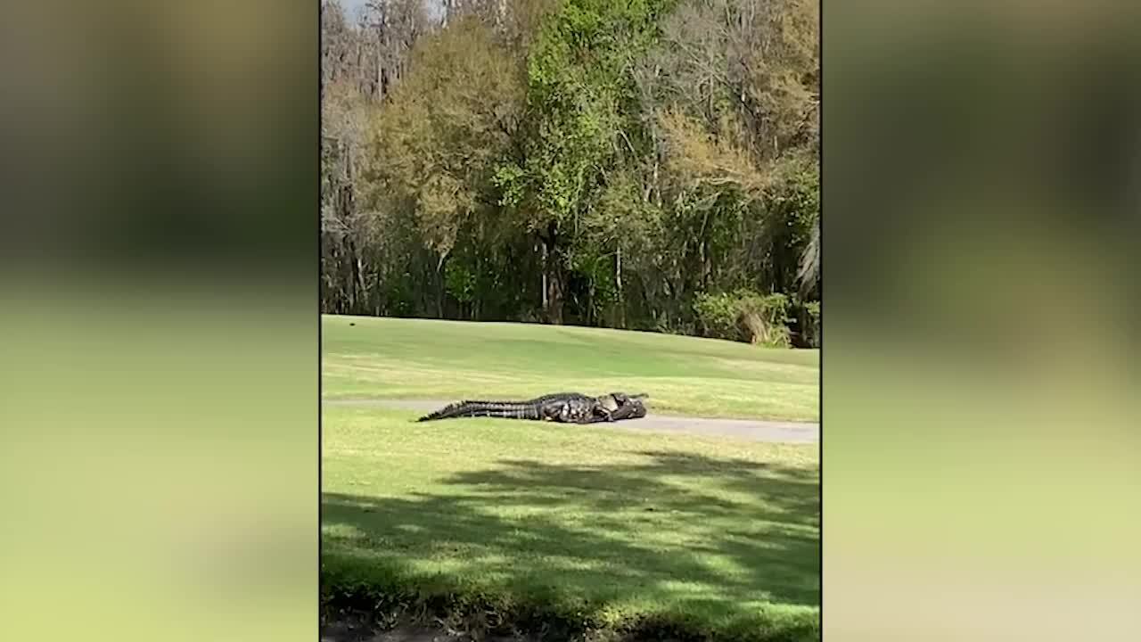 Cocodrilo caníbal visto con un caimán más pequeño en la boca en césped