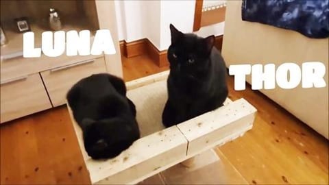 Luna And Thor Brother And Sister