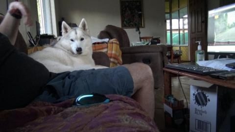 Husky reacts to being hugged