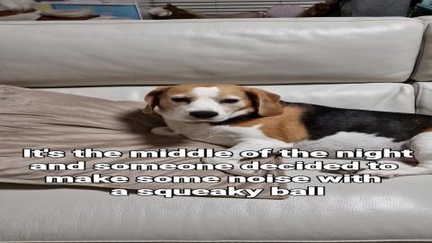 Midnight Squeaks: My Beagle's Training Scheme