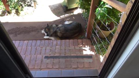 Husky & Malamute go bikejoring