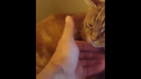 Elvis the Beautiful ginger kitten