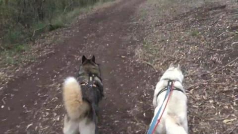 Hike, hike, hike, Huskies go for a hike at Glen Lomond Pa...