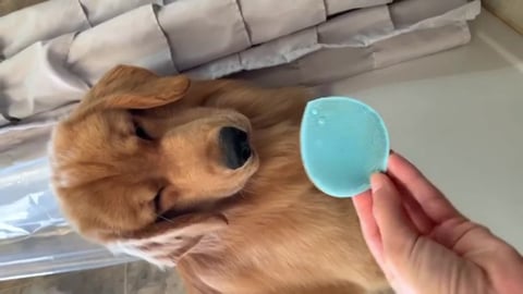 My Dog Reacts to Face Scrubber