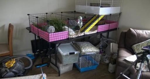 Corner of roum taken over by guinea pigs