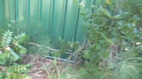 Husky girl finds pregnant girl lizard in the yard