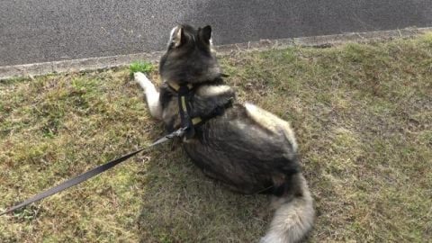 Huskies find old Fiat 124 & a Dodge
