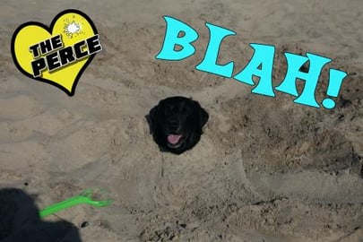 Our Dog Percy the Labrador playing in the Sand