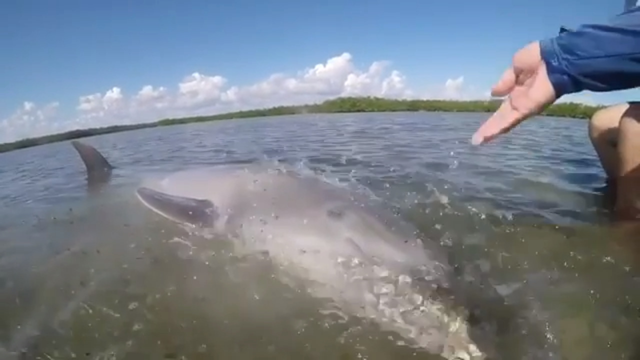 A fishing guide helps save stranded dolphin. | Miami Herald