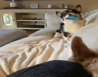 Hey… human… throw this!