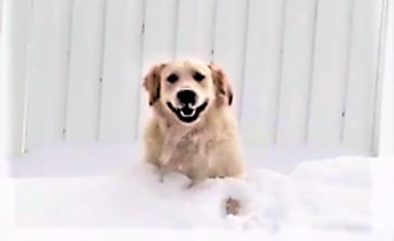 Funny Dogs Playing In The Snow!