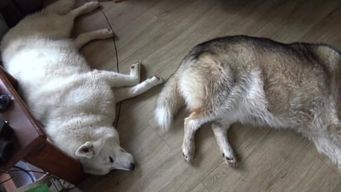 What my dogs do during the day & driveway update