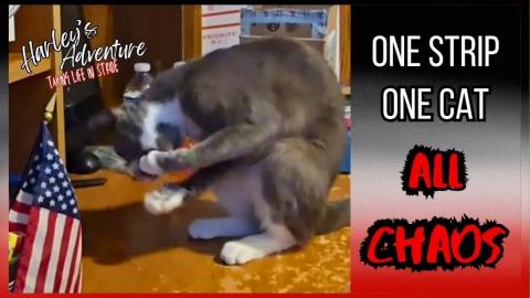 One Strip, One Cat, ALL CHAOS!!