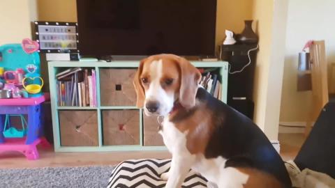 Puppy Learning New Cool Tricks