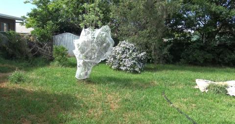 Too hot for walkies, we flopped in the yard instead
