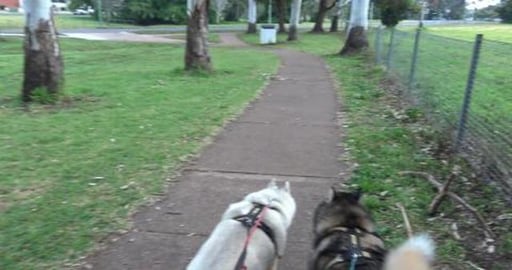 Golden Retriever friend has a chocolate lab friend