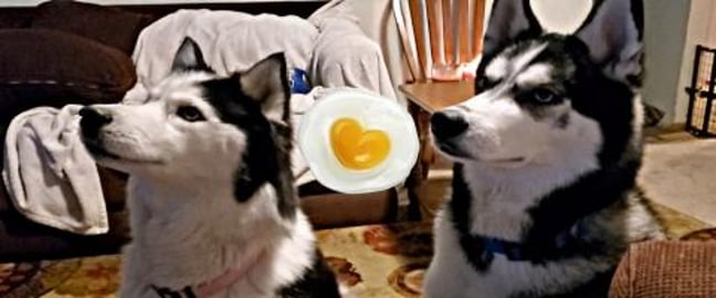 Huskies Try The Egg Challenge 