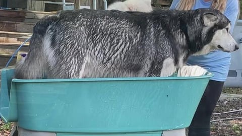 Husky Comforts Mad Malamute During His Bath 