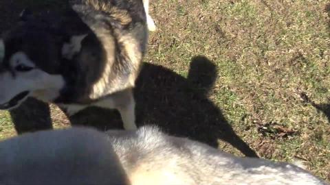 Husky v. Malamute wrestling and award for winning