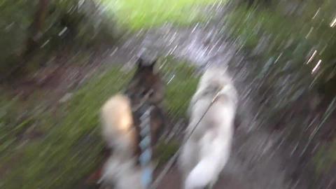 Husky hike, it stopped raining for a bit