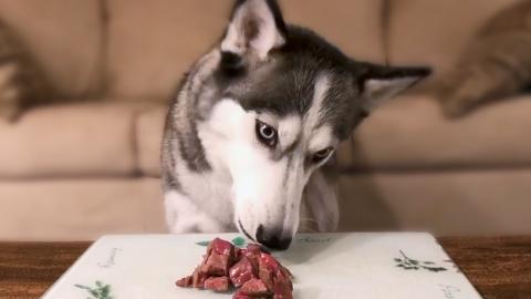 Husky Reviewing Raw Meats and Carrots | Funny Dogs Video ...