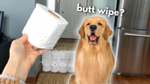My Dog Reacts to the Toilet Paper Challenge