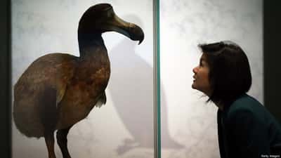 CIA Is Bringing Back the Dodo Bird From Extinction: Here's Why