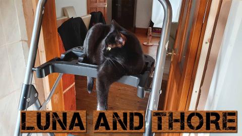 Luna And Thore Bored Beacuse Is Too Windy Out There