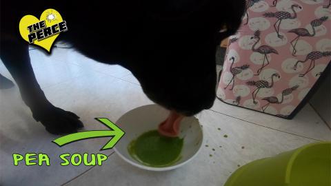 Percy the Labrador helps make Pea Soup
