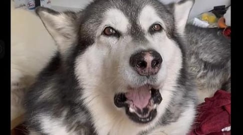 Have you Ever, #shorts, #alaskanmalamute,