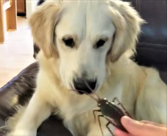 Funny Dog Reacts To Nasty Bug!