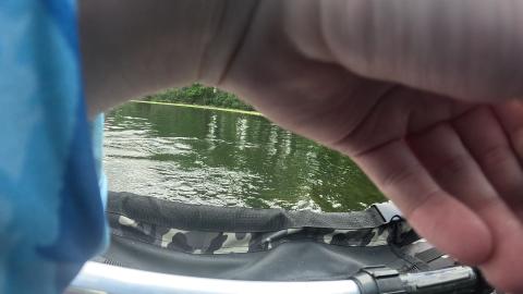Blue Gill on belly tube