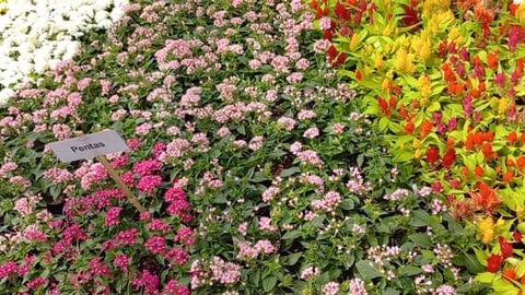 Lalbagh Flower Show | Bengaluru