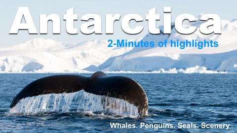 Antarctica Cruise Highlights. Penguins, Whales, Seals, Gl...