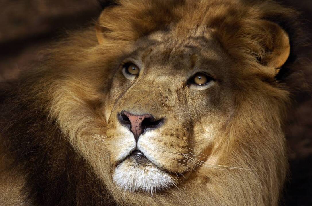 Sacramento Zoo at 90 A celebration of the animals in pictures Biloxi