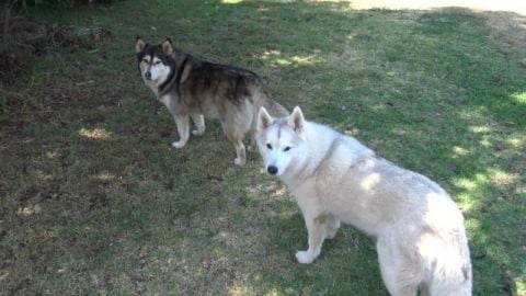 Trees are planted and approved by Husky & Malamute