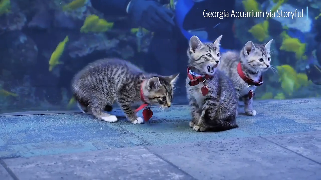 Animals roam zoos, aquariums as coronavirus spreads Videos Hilton