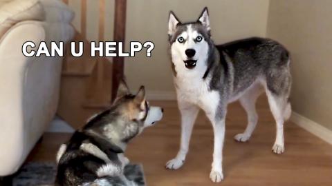 My Husky Asks For Help | Funny Dogs Video