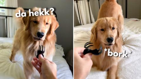 My Dog Reacts to Hair Clip