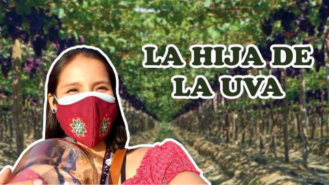 ????????GRAPE HARVEST TIME???????? / VLOG