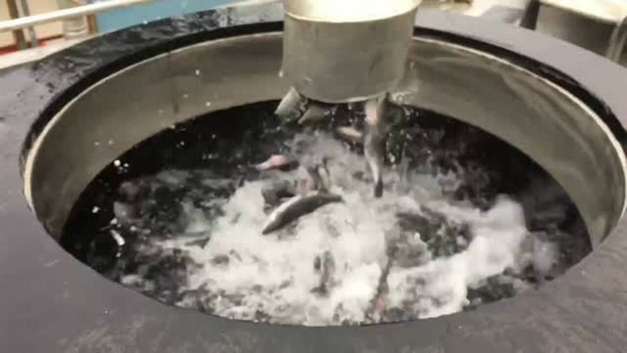 Here's what Coleman fish hatchery's release of 600,000 steelheads looks