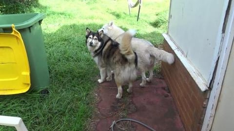 Malamute update, Wolf is a lot better