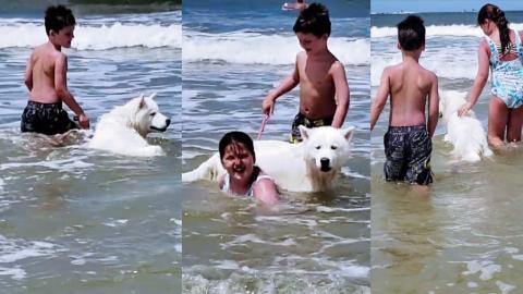 Husky Making New Friends At Beach 