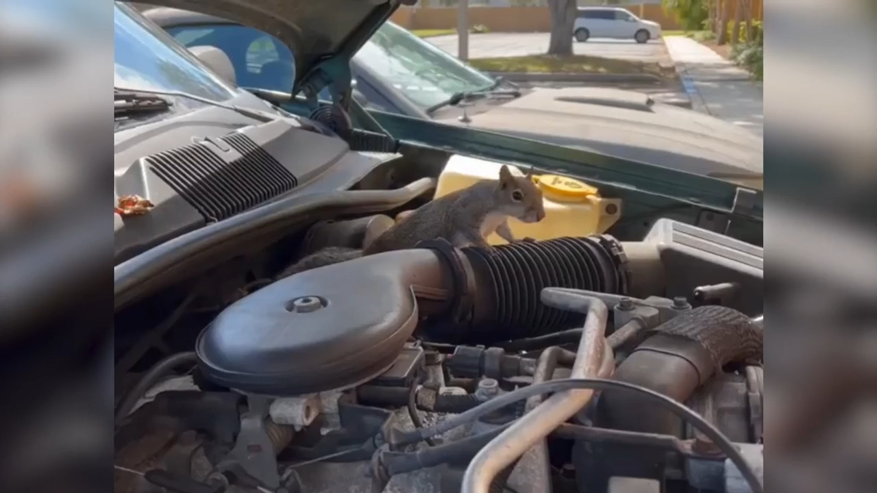 Squirrel builds nest inside truck engine in Florida | Miami Herald