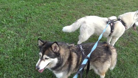 Walk after Husky vet visit & ready for moms house clearan...