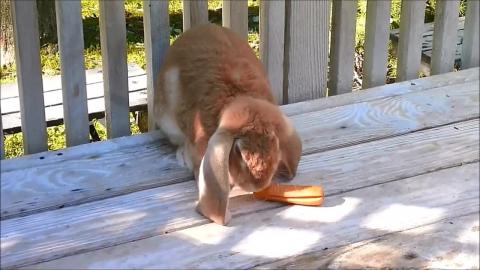 Leyna, My Adorably Cute Pet Bunny Rabbit - Summer Edition...