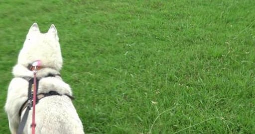 Miss fluffy Mallamute & Samoyed did you see the Hare