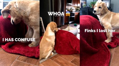 This Is What My Dog Does When I Hide Under a Blanket